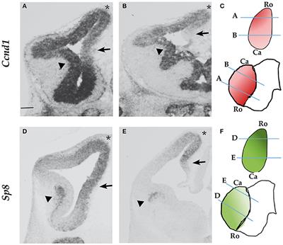 SP8 Transcriptional Regulation of Cyclin D1 During Mouse Early Corticogenesis